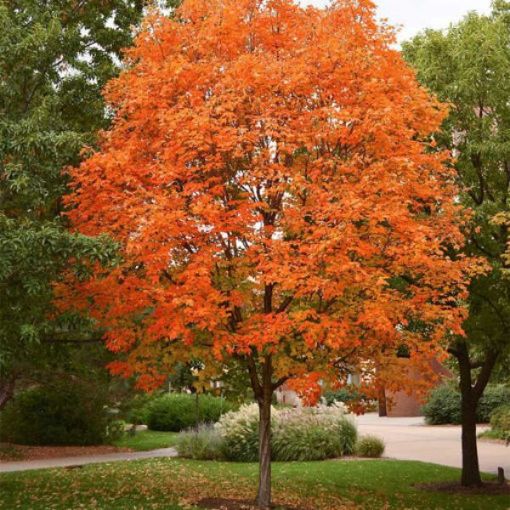 Picture of Sugar Maple Seedlings