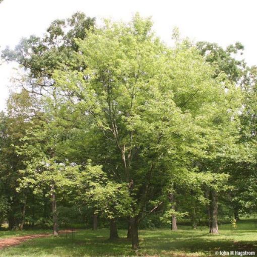 Picture of Silver Maple Seedlings