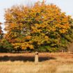 Picture of Scarlet Oak Seedlings