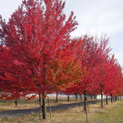 Picture of Red Maple Seedlings