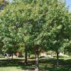 Picture of Northern Red Oak Seedlings