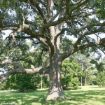 Picture of Bur Oak Seedlings