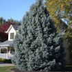 Picture of Colorado Blue Spruce Seedlings