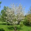 Picture of White Dogwood Seedlings