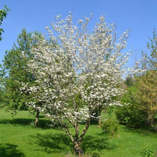 Picture of White Dogwood Seedlings